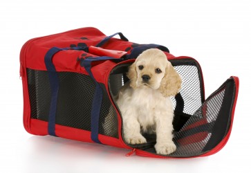 Pet in Cabin